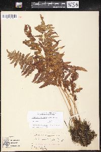 Thelypteris palustris var. pubescens image