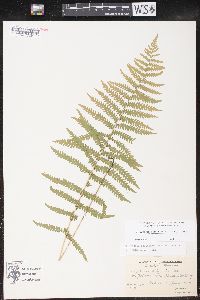 Thelypteris palustris var. pubescens image