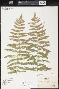 Thelypteris palustris var. pubescens image