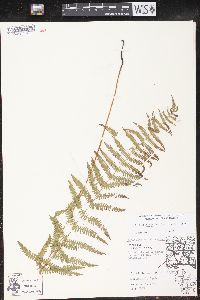 Thelypteris palustris var. pubescens image