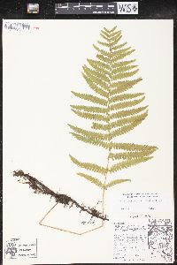 Thelypteris palustris var. pubescens image