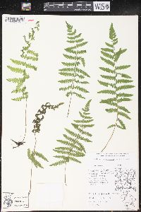 Thelypteris palustris var. pubescens image