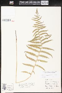 Thelypteris palustris var. pubescens image