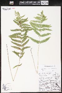 Thelypteris palustris var. pubescens image