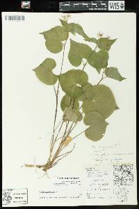 Viola canadensis var. rugulosa image