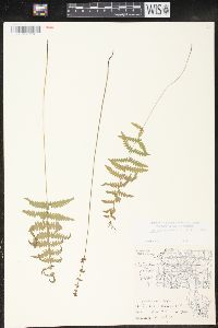 Thelypteris palustris var. pubescens image