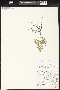 Thelypteris palustris var. pubescens image