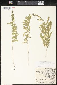 Thelypteris palustris var. pubescens image