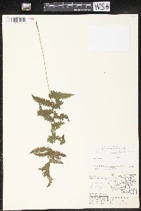 Thelypteris palustris var. pubescens image