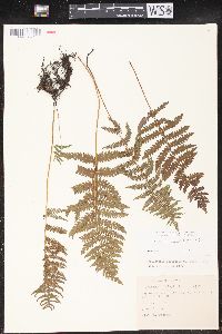 Thelypteris palustris var. pubescens image