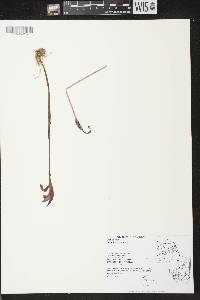 Arethusa bulbosa image