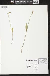 Pogonia ophioglossoides image