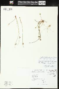 Schoenoplectiella purshiana image