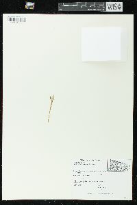 Botrychium simplex image