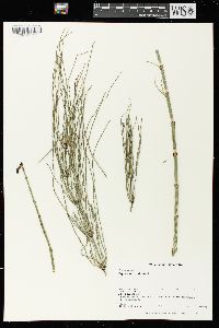 Equisetum palustre image