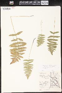 Thelypteris palustris var. pubescens image