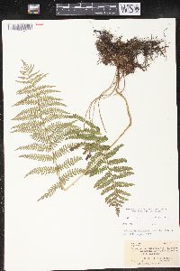 Thelypteris palustris var. pubescens image