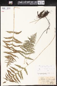 Thelypteris palustris var. pubescens image