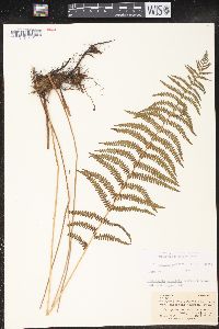 Thelypteris palustris var. pubescens image