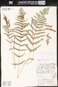 Thelypteris palustris var. pubescens image