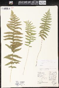 Thelypteris palustris var. pubescens image