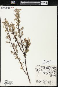 Salix petiolaris image