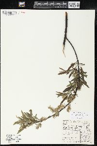 Salix petiolaris image