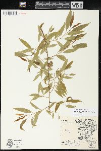 Salix amygdaloides image