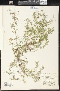 Galium concinnum image