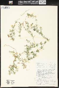 Galium concinnum image