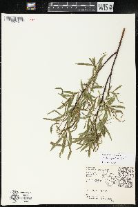 Salix petiolaris image