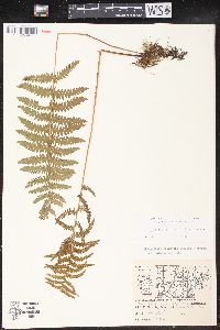 Thelypteris palustris var. pubescens image