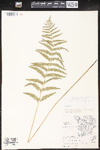 Thelypteris palustris var. pubescens image