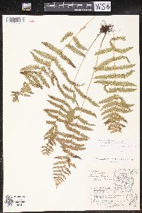 Thelypteris palustris var. pubescens image