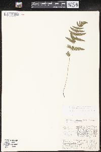 Thelypteris palustris var. pubescens image