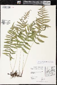 Thelypteris simulata image