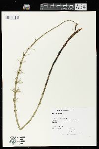 Equisetum fluviatile image