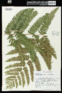 Dryopteris goldieana image