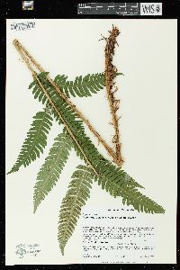 Dryopteris goldieana image