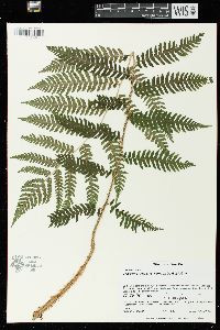 Dryopteris goldieana image