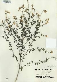 Baptisia tinctoria image