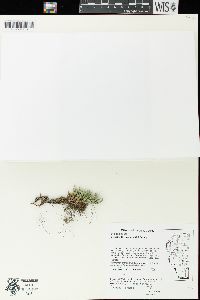 Selaginella rupestris image