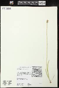 Triantha glutinosa image