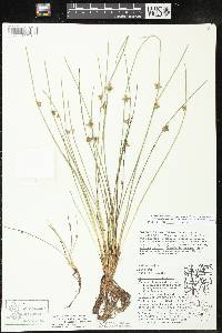 Schoenoplectiella smithii image