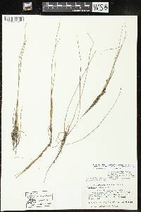 Schoenoplectiella smithii var. setosa image