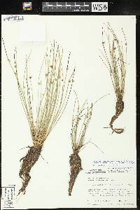 Schoenoplectiella smithii image