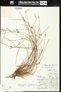 Schoenoplectiella smithii var. setosa image