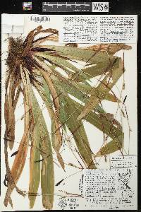 Carex plantaginea image