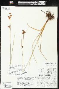 Cladium mariscoides image