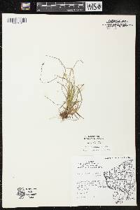 Luzula multiflora image